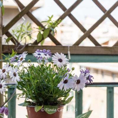 home staging di casa vacanze a Roma - balcone (dettaglio)